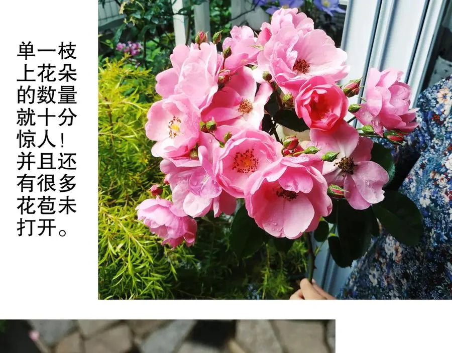 第258页