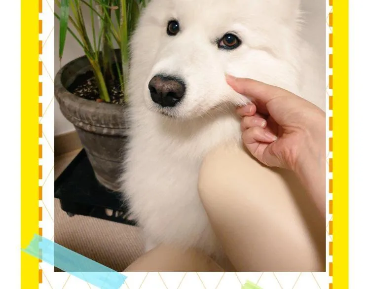 第276页