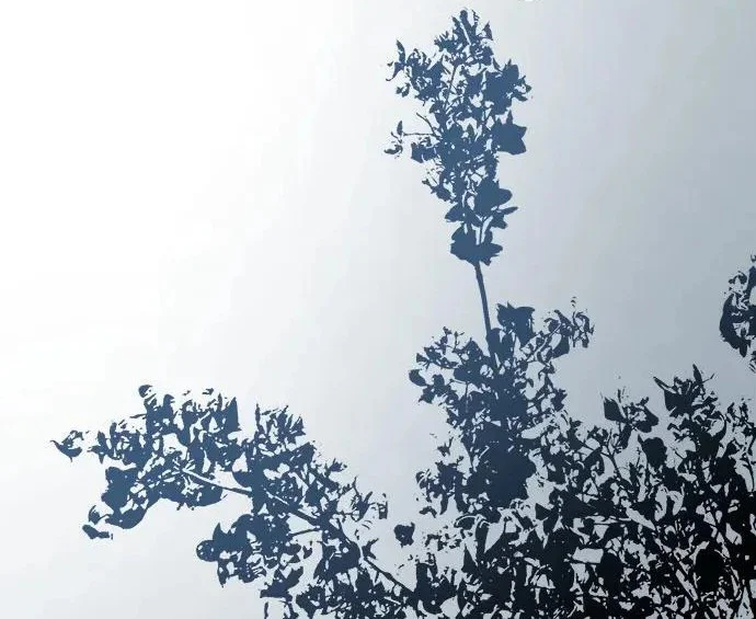 第447页